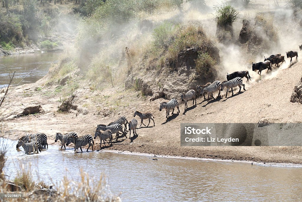 Zebras e Gnu de atravessar o Rio Mara - Foto de stock de Animais de Safári royalty-free