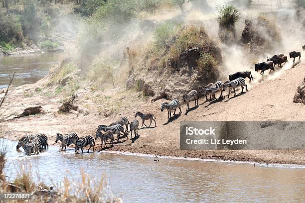 Foto de Zebras E Gnu De Atravessar O Rio Mara e mais fotos de stock de Animais de Safári - Animais de Safári, Animal, Animal selvagem