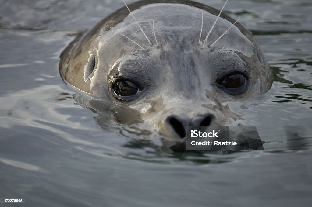 Swimming Seal Harbor seal swimming Harbor Seal Stock Photo