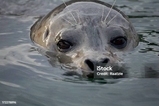 Swimming Seal Stock Photo - Download Image Now - Harbor Seal, Swimming, Animal