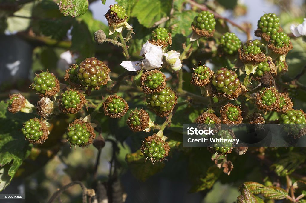 Obst ripening in der Sonne green Brombeeren - Lizenzfrei Alternative Medizin Stock-Foto