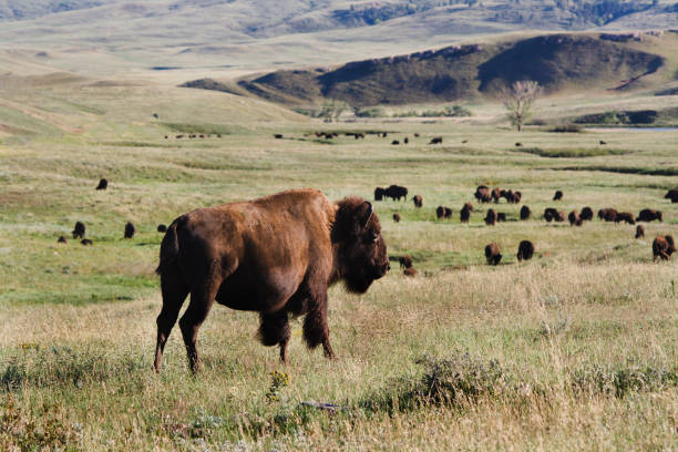 Bison Roaming on the Prairie "Subject: A heard of American bison grazing on the grassland of the Great PlainsLocation: Custer State Park, Blakc Hills, South Dakota, USA" custer state park stock pictures, royalty-free photos & images