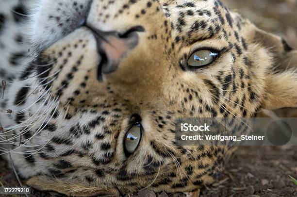 Leopards Occhi - Fotografie stock e altre immagini di Africa - Africa, Animale, Animale selvatico