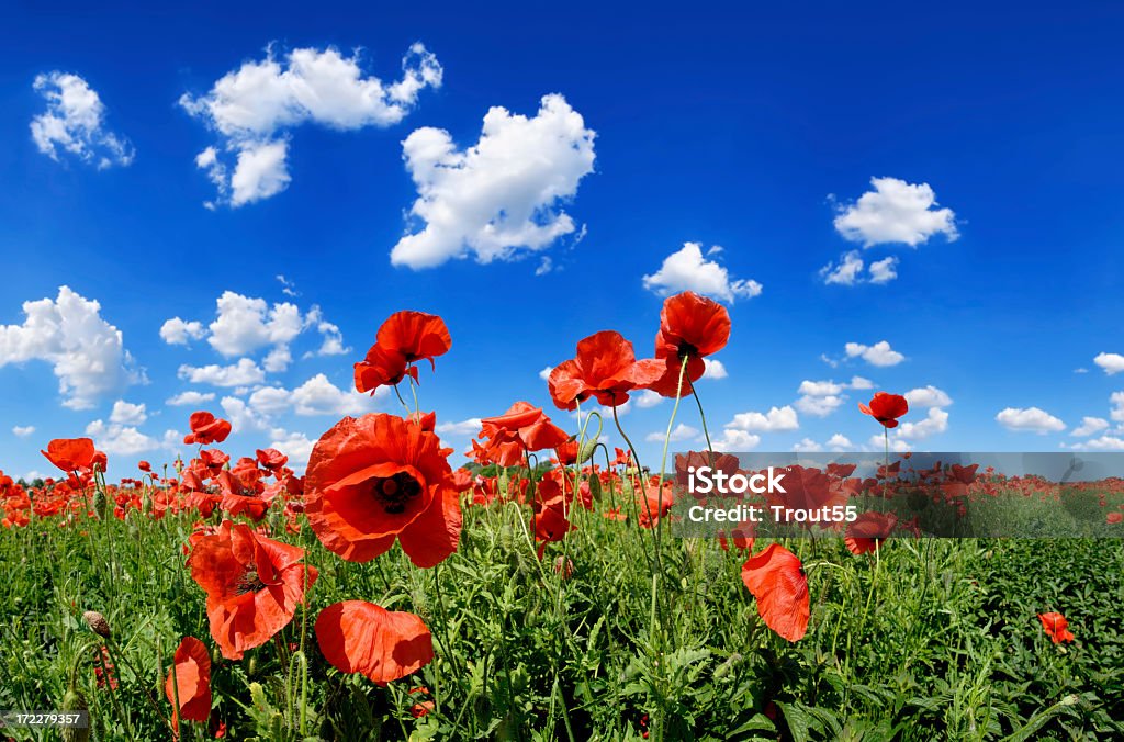 Poppies - Foto de stock de Papoula - Planta royalty-free