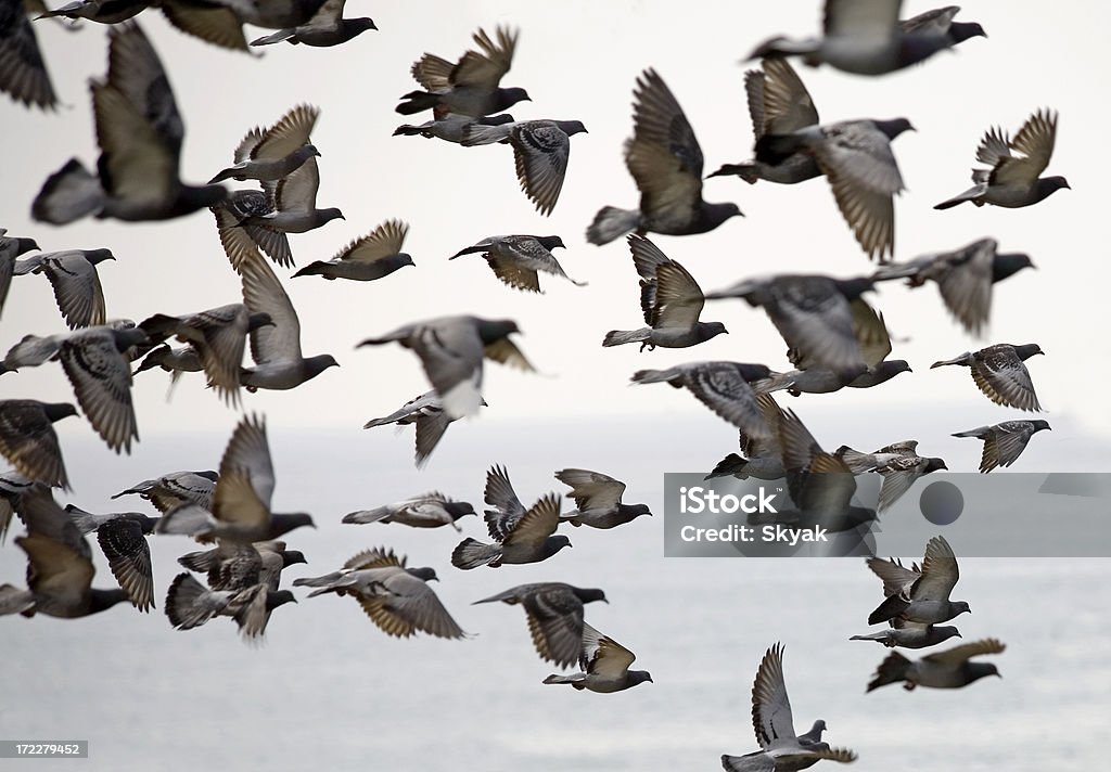 Volo di piccioni - Foto stock royalty-free di Colombaccio