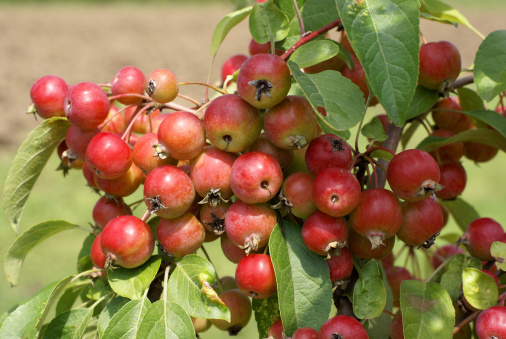 Red crab apples
