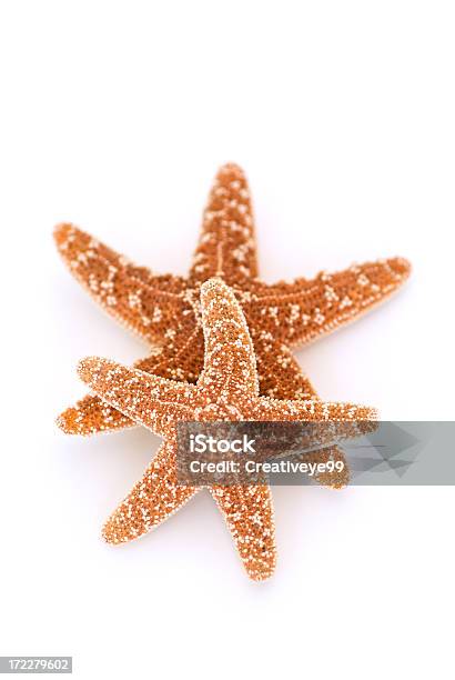 Stella Di Mare - Fotografie stock e altre immagini di Stella di mare - Stella di mare, Guscio di animale, Scontornabile