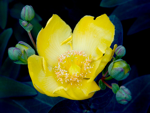 Close up of one large and delicate vivid yellow orange rose in full bloom and small water drops in a summer garden, in direct sunlight, with blurred green leaves in the background