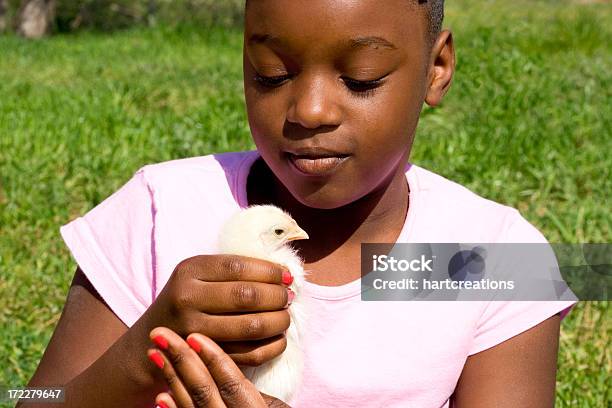 소녀만 병아리 병아리에 대한 스톡 사진 및 기타 이미지 - 병아리, 아프리카계 미국 민족, 닭
