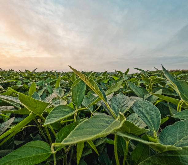 istock Green Soybean Agricultural Field at Dawn 1722797286