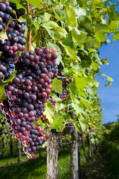 uvas pinot gris - kelowna chardonnay grape vineyard grape fotografías e imágenes de stock