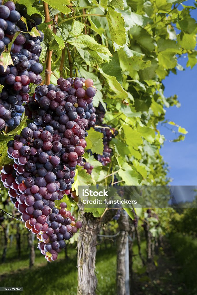 pinot gris grapes ripe pinot gris grapes in excellent light character. Agriculture Stock Photo