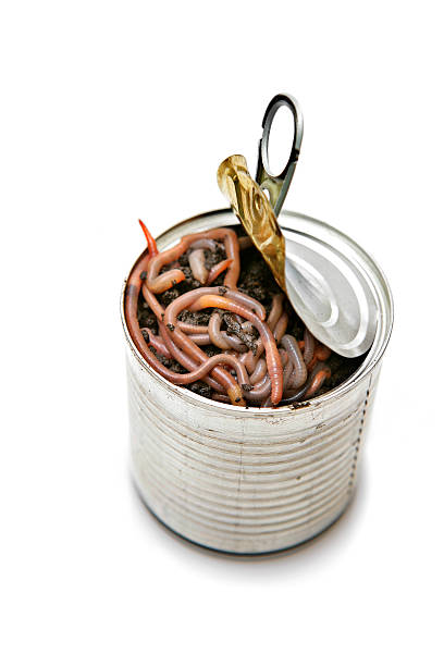 Can of worms isolated on white.
