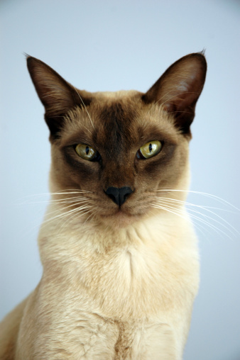a pointed chocolate burmese/siamese cross known as a Tonkinese.