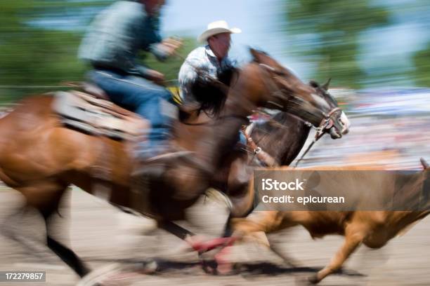 Cowboys Im Calf Roping Auf Einem Rodeo In Montana Stockfoto und mehr Bilder von Aktivitäten und Sport