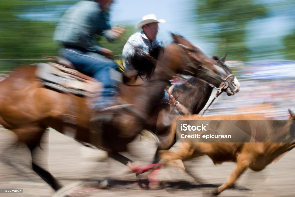 Cowboys vitello roping in un rodeo in Montana - Foto stock royalty-free di Adulto