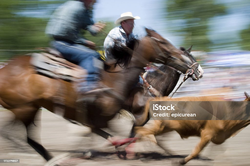 Cowboys panturrilha roping em um rodeio em Montana - Foto de stock de Adulto royalty-free