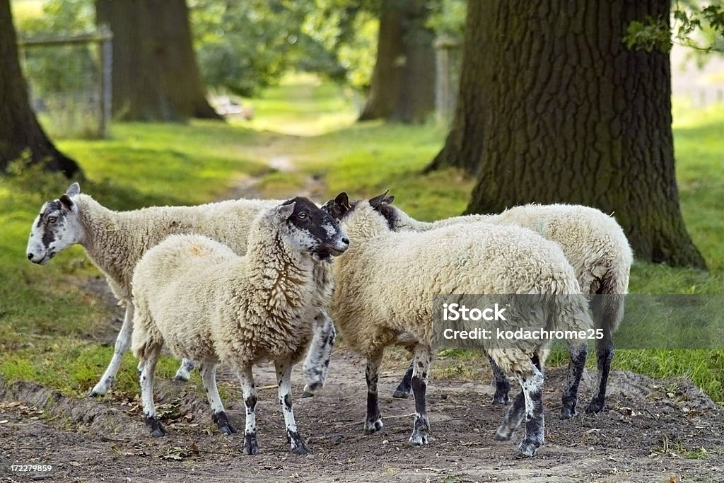 Schaf - Lizenzfrei Agrarbetrieb Stock-Foto