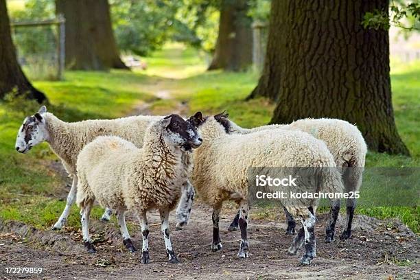 Schaf Stockfoto und mehr Bilder von Agrarbetrieb - Agrarbetrieb, Feld, Fleisch