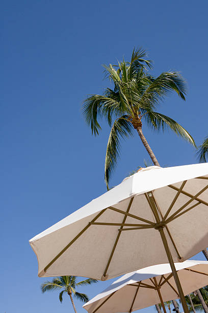 istock Resort Umbrellas and Palm Trees 172279873