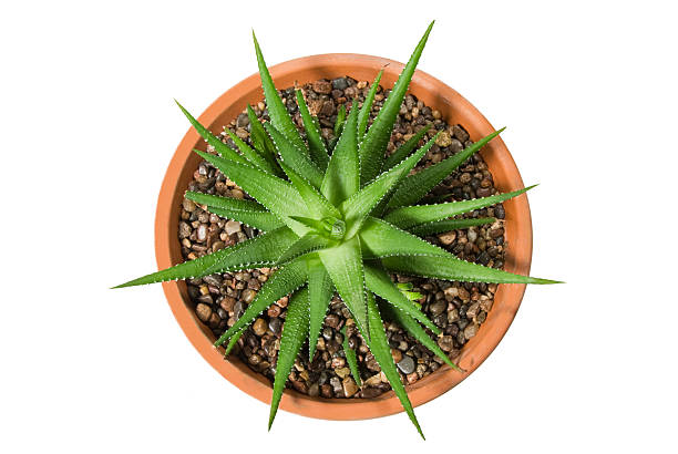 Potted Cactus stock photo