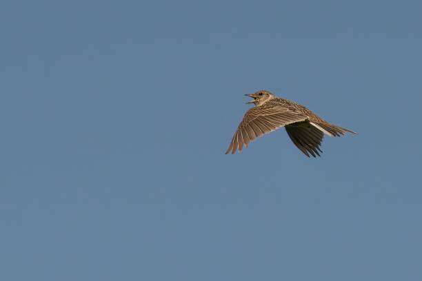 istock Closeup of a Skylark soaring under the blue sky 1722799421