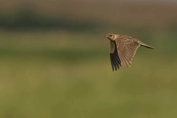 istock Closeup of a Skylark soaring with a blurry background 1722799424