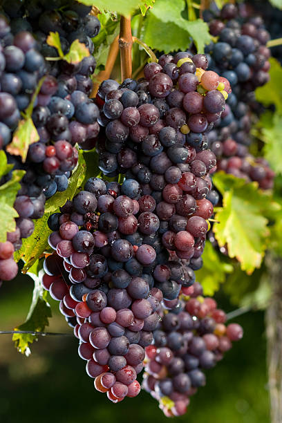pinot gris uvas - kelowna chardonnay grape vineyard grape imagens e fotografias de stock