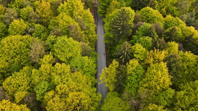 AERIAL Directly Above shot of Person Riding Bicycle on Road through Beautiful Mixed Forest in Autumn