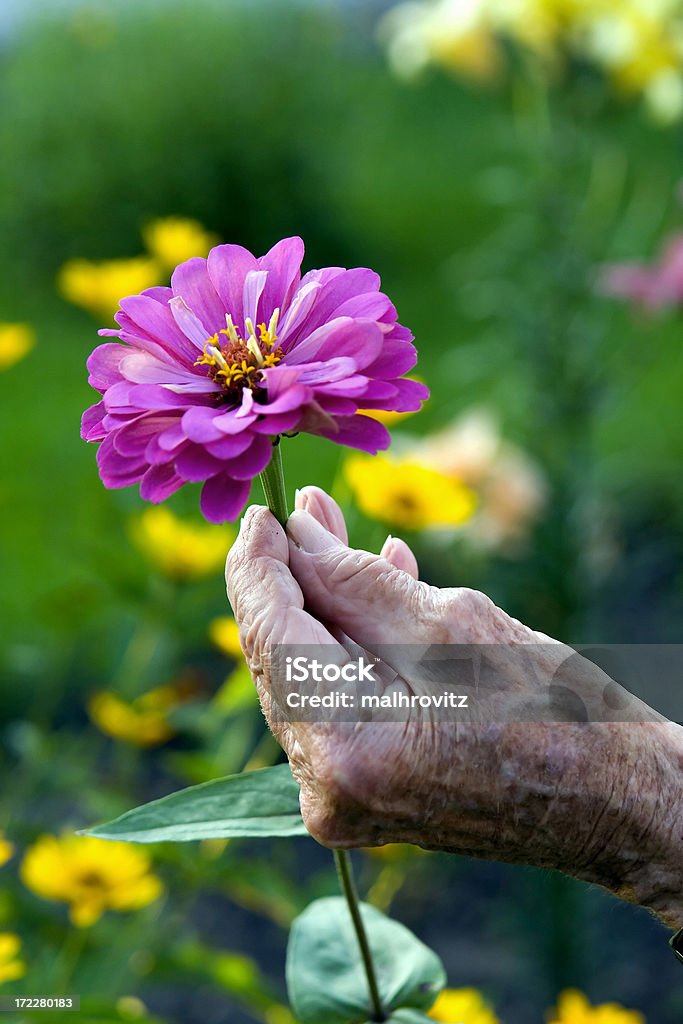 spa, arrugado mano y hermosas flores - Foto de stock de 70-79 años libre de derechos