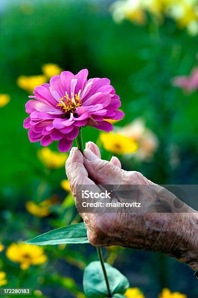 Spa Rugoso Mano E Bellissimi Fiori - Fotografie stock e altre immagini di 70-79 anni - 70-79 anni, 80-89 anni, Adulto