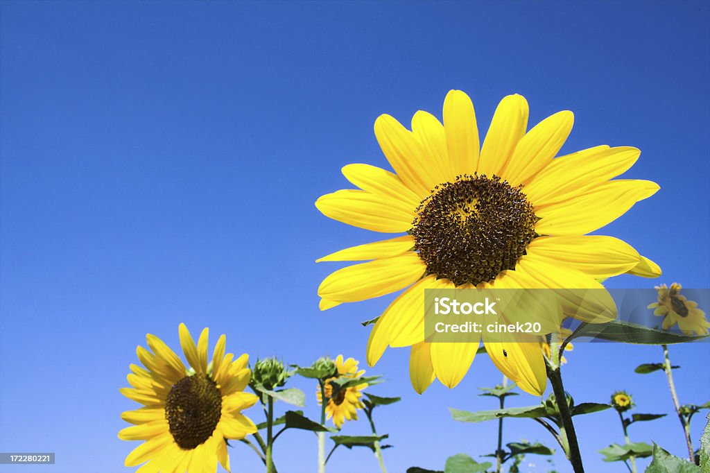 sunflower sunflower against blue sky Agricultural Field Stock Photo