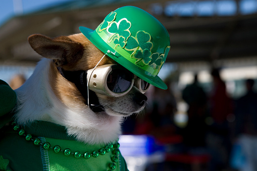 Cute Chihuahua dog made up for St. Paddy's Day