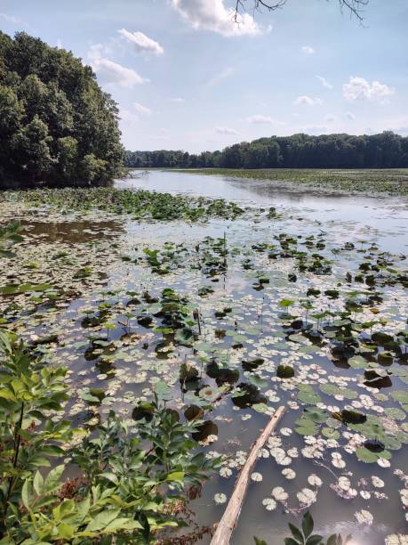 istock Lily pads in the river 1722804679
