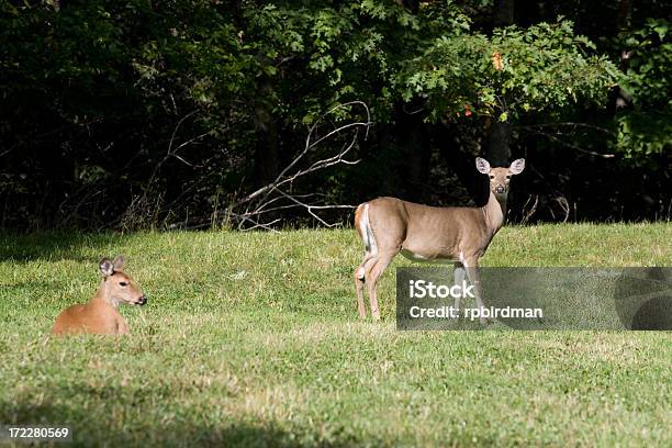 Whitetail Deer - Fotografias de stock e mais imagens de Animal - Animal, Animal selvagem, Caça