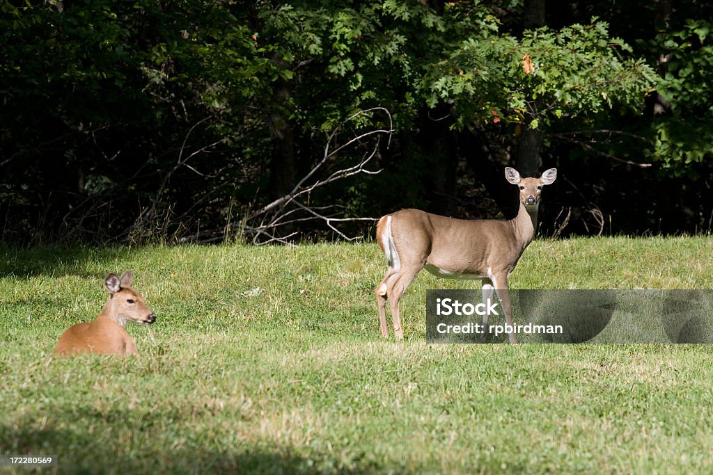 whitetail олень - Стоковые фото Без людей роялти-фри