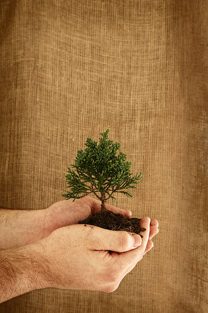 wzrost z copyspace - development tree human hand bonsai tree zdjęcia i obrazy z banku zdjęć