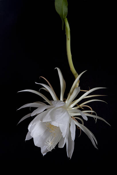 regina della notte orchidea fiore di cactus e terminali su nero - flower desert single flower cactus foto e immagini stock