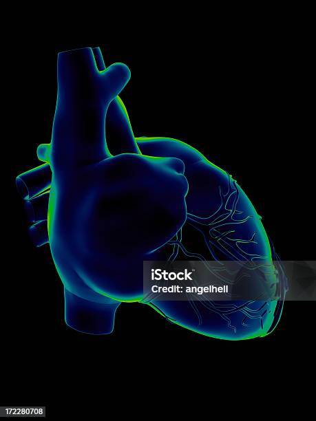 Human Heart For Medical Study Stock Photo - Download Image Now - Analyzing, Anatomical Valve, Anatomy