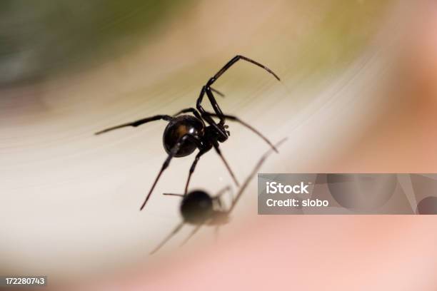 Viuda Negra Foto de stock y más banco de imágenes de Animal - Animal, Aracnofobia, Araña