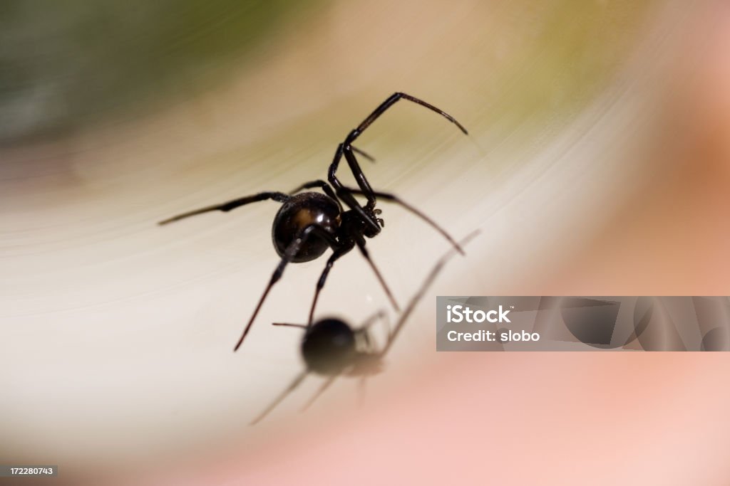 Preto Widow - Foto de stock de Animal royalty-free