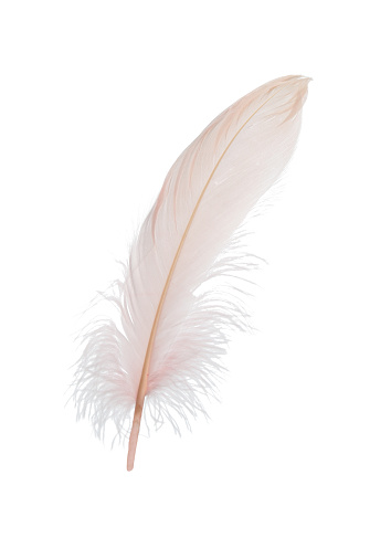 Background Image of a black feather