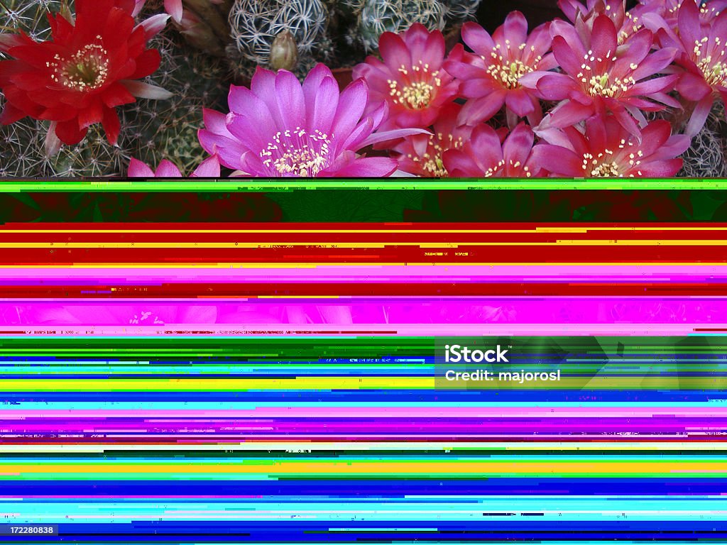 cactus flores - Foto de stock de Afilado libre de derechos