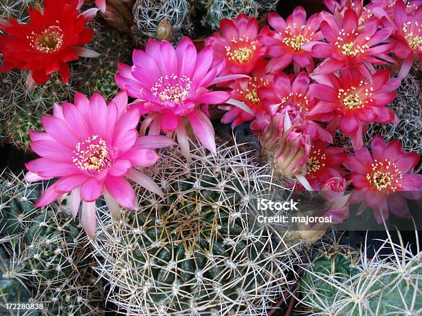 Cactus Flores Foto de stock y más banco de imágenes de Afilado - Afilado, Arreglo floral, Belleza de la naturaleza