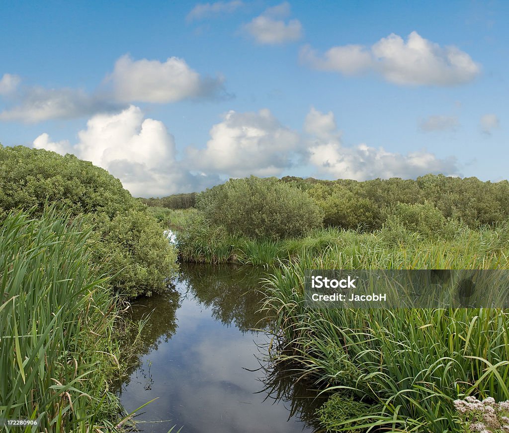 Ditch, Grass and Bushes Curved ditch with reed and bushes under a nicly clouded sky Agricultural Field Stock Photo