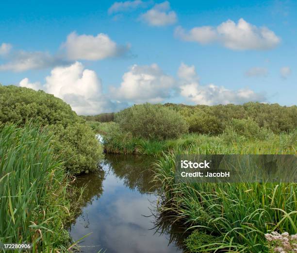 Ditch Grass And Bushes Stock Photo - Download Image Now - Agricultural Field, Agriculture, Backgrounds