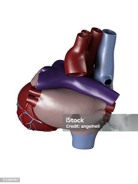 Foto de Coração Humano Para Estudo Médico e mais fotos de stock de Analisar - Analisar, Anatomia, Aorta