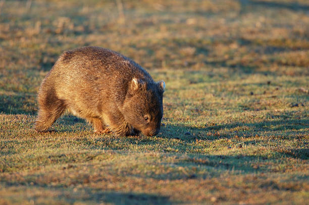 Wandering Wombat "WombatLocation: Narawntapu National Park, Tasmania, AustraliaRelated images:" wombat stock pictures, royalty-free photos & images