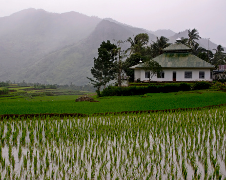 Indonesian