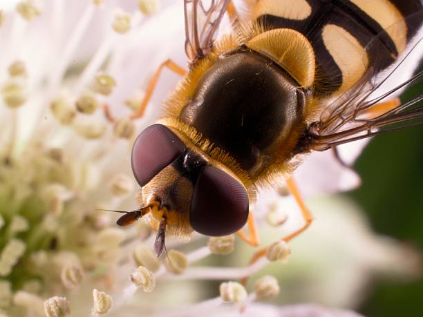dittero sirfide macro - insect fly animal eye single flower foto e immagini stock